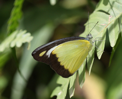 Appias lyncida eleonora