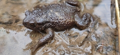 Bufo bufo