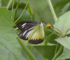 Appias lyncida eleonora