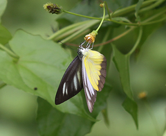 Appias lyncida eleonora