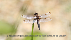 Libellula angelina