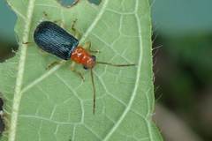 Trichobalya bowringii