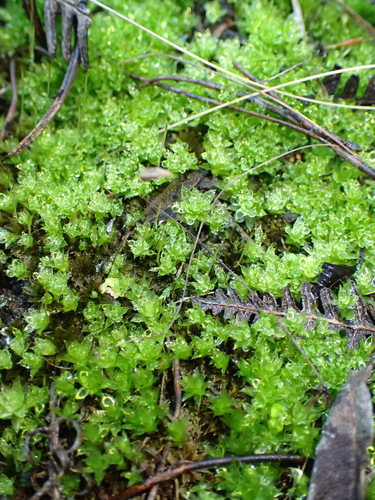 Image of Rosulabryum canariense by (c) Nicola van Berkel, some rights reserved (CC BY-SA)