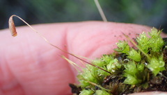 Bryum canariense