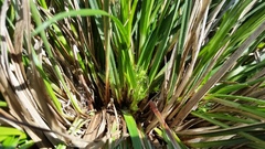 Carex rossii