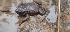 Bufo bufo