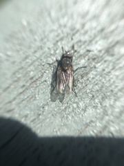 Anthomyiidae