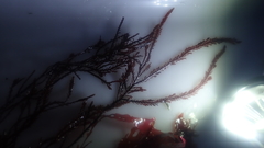 Pterosiphonia cloiophylla