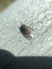 Anthomyiidae