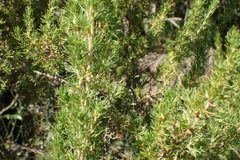 Cliffortia paucistaminea australis
