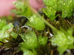 Bryum canariense