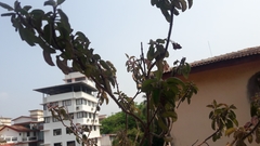 Ocimum tenuiflorum