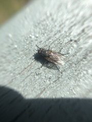 Anthomyiidae