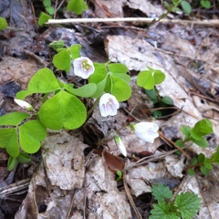 Oxalis acetosella