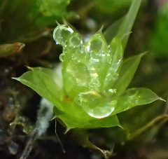 Bryum canariense