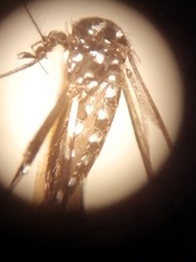 Aedes simpsoni
