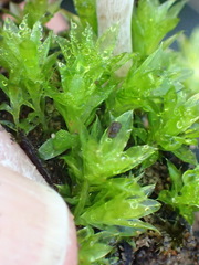 Bryum canariense