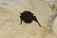 Barbastella barbastellus