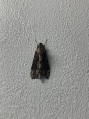 Erinnyis oenotrus