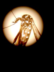 Aedes simpsoni