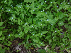 Memoremea scorpioides