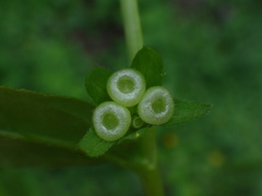 Memoremea scorpioides