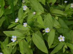 Memoremea scorpioides