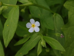 Memoremea scorpioides