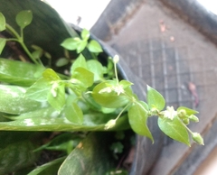 Stellaria media