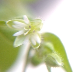 Stellaria media