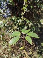 Stauntonia obovatifoliola urophylla