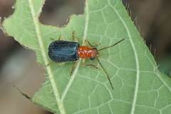 Trichobalya bowringii