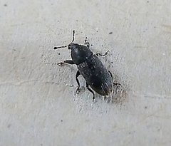 Curculionidae