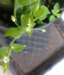 Stellaria media