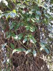 Stauntonia obovatifoliola urophylla