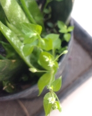 Stellaria media