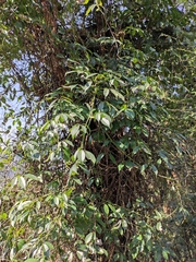 Stauntonia obovatifoliola urophylla