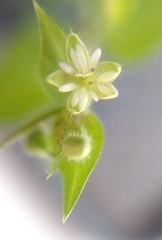 Stellaria media