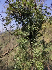 Stauntonia obovatifoliola urophylla