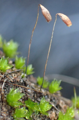 Image of Rosulabryum canariense by (c) Nicola van Berkel, some rights reserved (CC BY-SA)