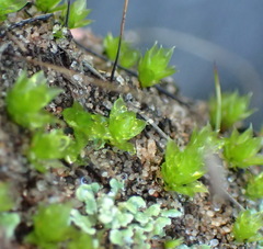 Bryum canariense