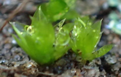 Bryum canariense