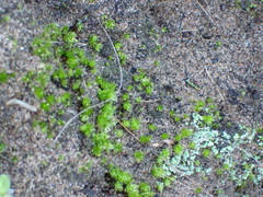 Bryum canariense