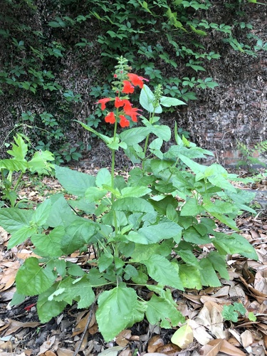 Salvia coccinea