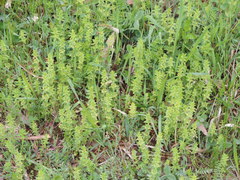Cruciata glabra