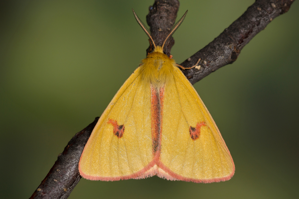 Diacrisia