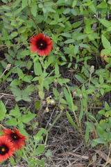 Gaillardia amblyodon