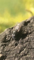 Diptera