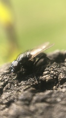 Diptera