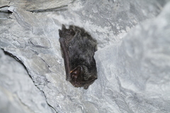 Barbastella barbastellus